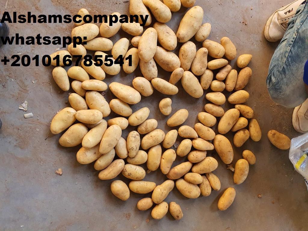 Product image - Alshams company for general import and export
We can supply all kinds of agricultural products with high quality and best price.
We would like to offer #Fresh_potatoes
Origin:Egypt
Quality:Class 1
Packing :  10 or 25 kg per bag
For more information waiting your message  :_
Call &Whatsapp :+201016785541
Email : alshams.info@yahoo.com
Mrs / donia mostafa
Sales manager
